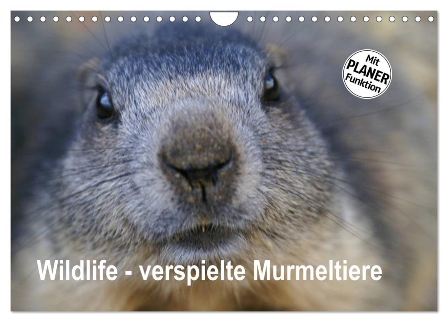 Wildlife - Verspielte Murmeltiere (Wandkalender 2026 DIN A4 quer), CALVENDO Monatskalender - Susan Michel CH