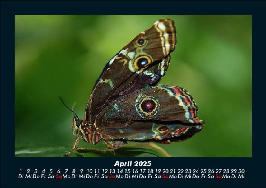 InsideView 8