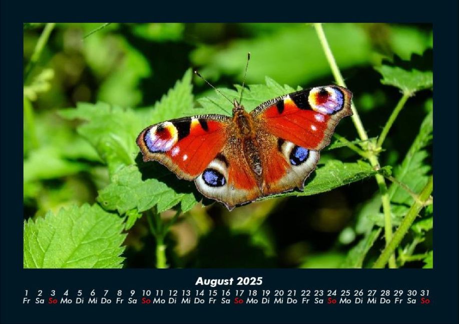 InsideView 12