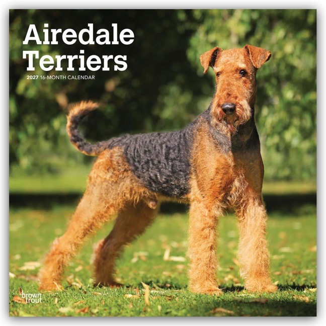 Airedale Terrier 2027 - 16-Monatskalender - Browntrout Publishers
