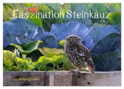 Cover-Bild zum Titel 'Faszination Steinkauz (Wandkalender 2026 DIN A2 quer), CALVENDO Monatskalender' von 'Wolfgang Lequen'