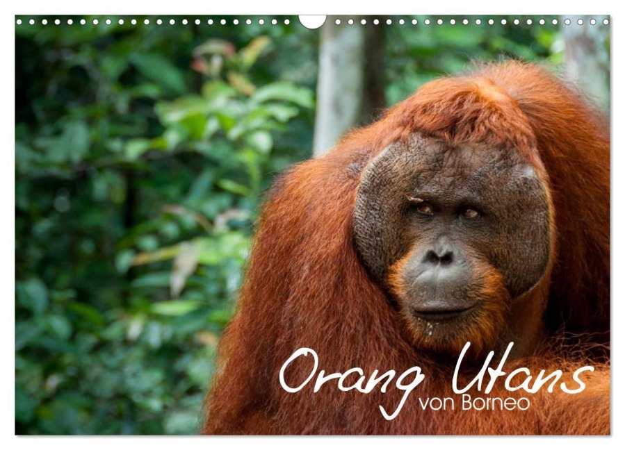 Orang Utans von Borneo Tierkalender 2026 (Wandkalender 2026 DIN A3 quer), CALVENDO Monatskalender - Attila Arndt