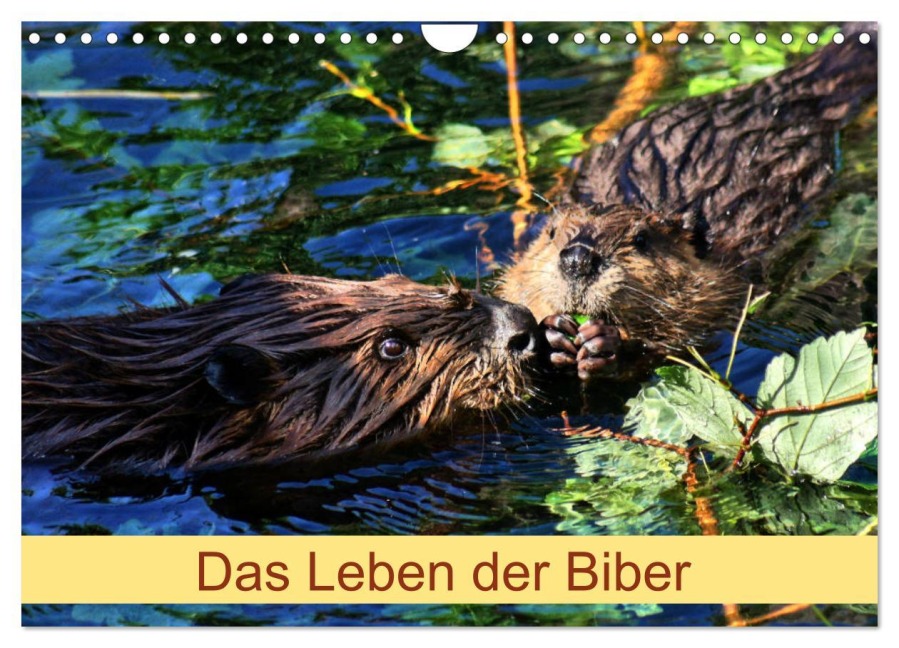 Das Leben der Biber (Wandkalender 2026 DIN A4 quer), CALVENDO Monatskalender - Kattobello Kattobello