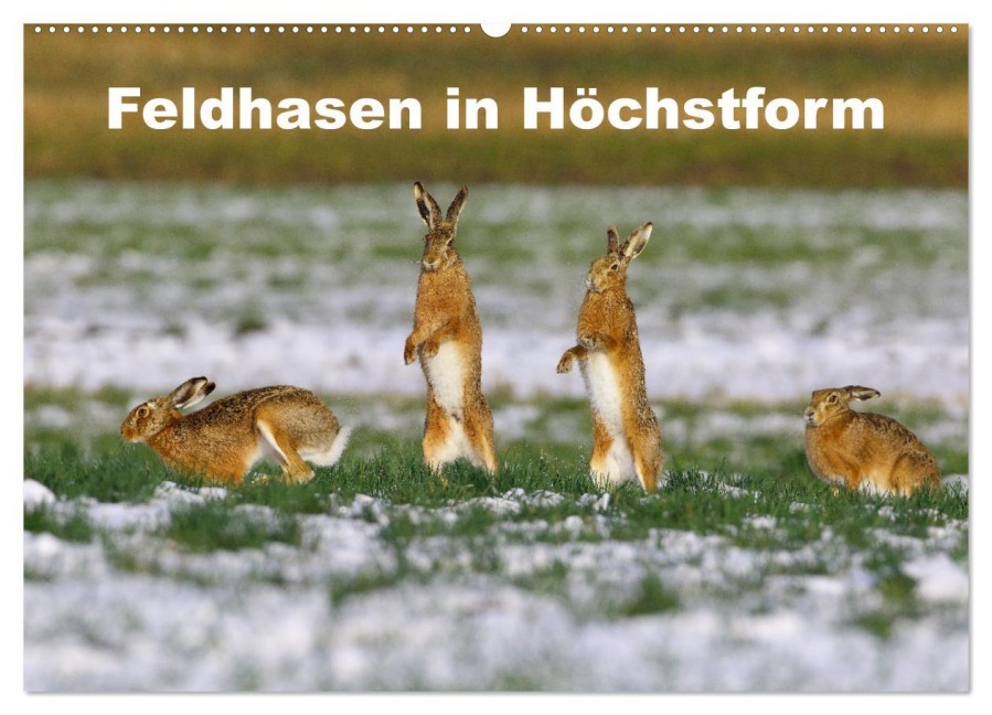 Feldhasen in Höchstform (Wandkalender 2025 DIN A2 quer), CALVENDO Monatskalender - Günter Bachmeier