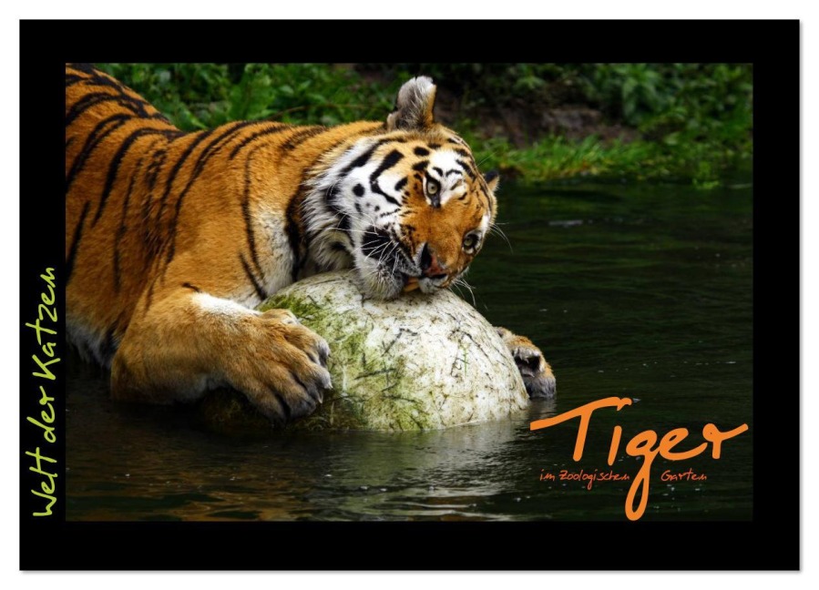 Welt der Katzen - Tiger (Wandkalender 2026 DIN A3 quer), CALVENDO Monatskalender - Marcus Skupin