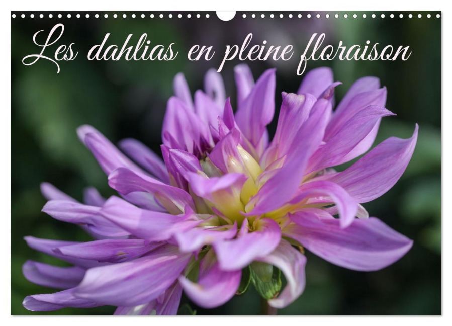 Les Dahlias en pleine floraison (Calendrier mural 2026 DIN A3 vertical), CALVENDO calendrier mensuel - Sarah Gilliéron