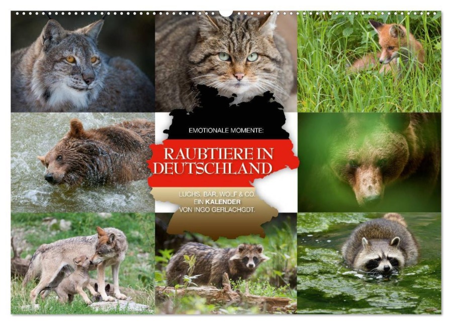 Emotionale Momente: Raubtiere in Deutschland (Wandkalender 2025 DIN A2 quer), CALVENDO Monatskalender - Ingo Gerlach GDT