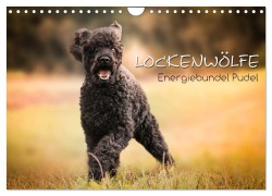 Cover-Bild zum Titel 'Lockenwölfe - Energiebündel Pudel (Wandkalender 2026 DIN A4 quer), CALVENDO Monatskalender' von 'Alexandra Hollstein'