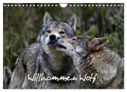 Cover-Bild zum Titel 'Willkommen Wolf (Wandkalender 2026 DIN A4 quer), CALVENDO Monatskalender' von 'Benny Trapp'