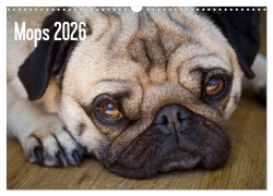Mops 2026 (Wandkalender 2026 DIN A3 quer), CALVENDO Monatskalender - Beate Zoellner