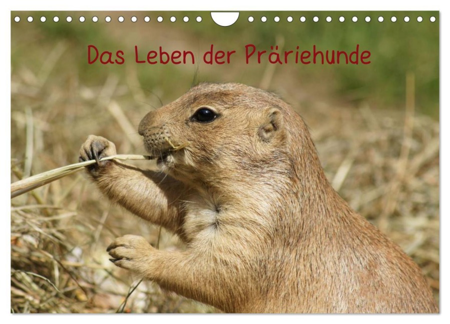 Das Leben der Präriehunde (Wandkalender 2025 DIN A4 quer), CALVENDO Monatskalender - Kattobello Kattobello