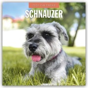Schnauzer 2026 - 16-Monatskalender - Robin Red