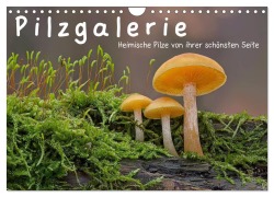 Pilzgalerie - Heimische Pilze von ihrer schönsten Seite (Wandkalender 2025 DIN A4 quer), CALVENDO Monatskalender - Beate Wurster