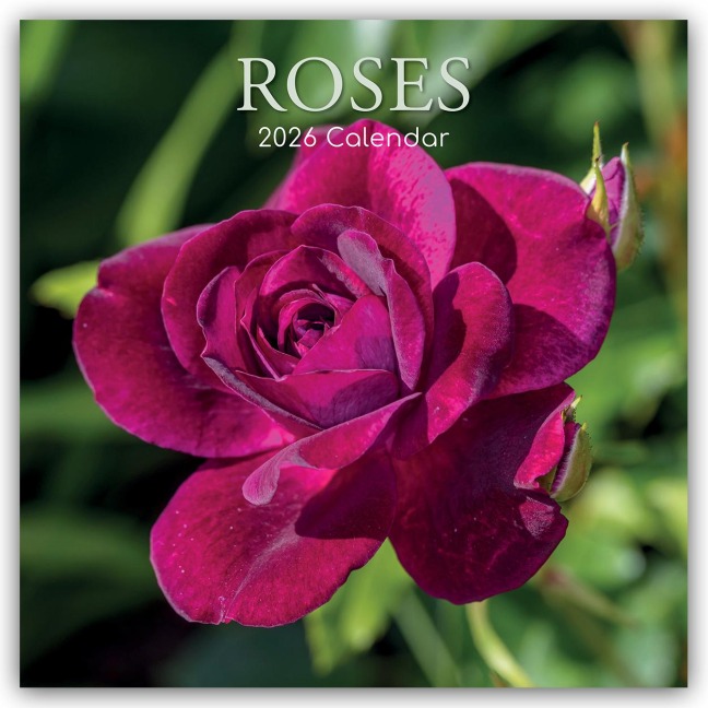 Roses - Rosen 2026 - 16-Monatskalender - Gifted Stationery Co. Ltd