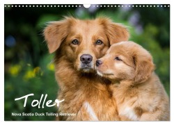 Cover-Bild zum Titel 'Toller - Nova Scotia Duck Tolling Retriever (Wandkalender 2026 DIN A3 quer), CALVENDO Monatskalender' von 'Anna Auerbach'