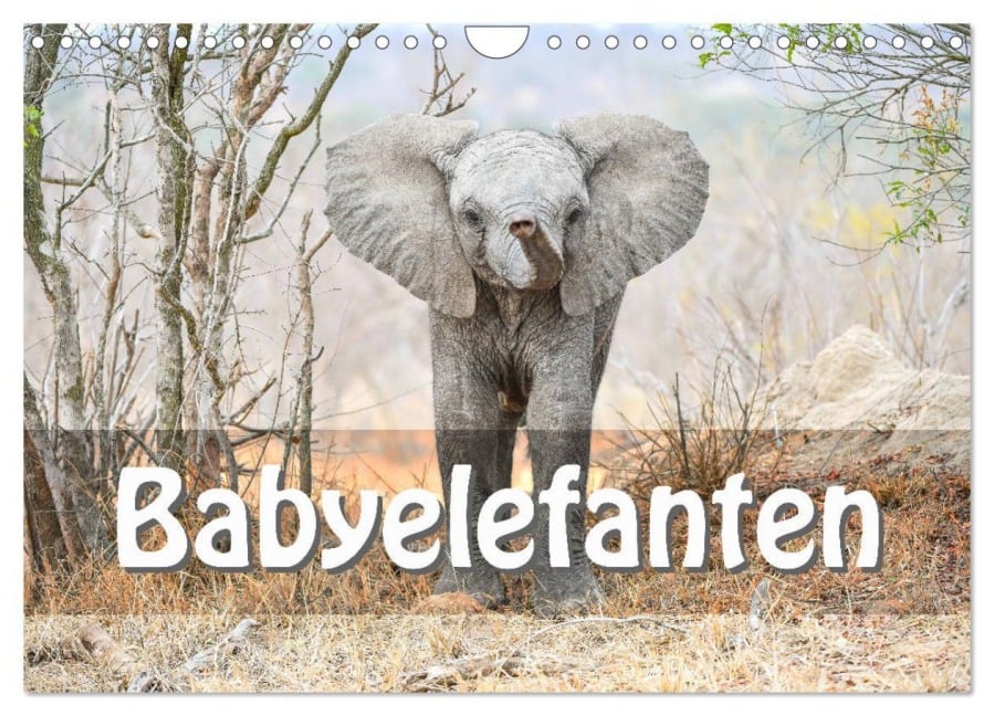 Babyelefanten (Wandkalender 2026 DIN A4 quer), CALVENDO Monatskalender - Robert Styppa