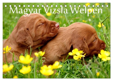 Magyar Vizsla Welpen (Tischkalender 2024 DIN A5 quer), CALVENDO Monatskalender - Kerstin Grüttner