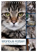 Istanbuls Katzen (Tischkalender 2026 DIN A5 hoch), CALVENDO Monatskalender - Harald Wagener