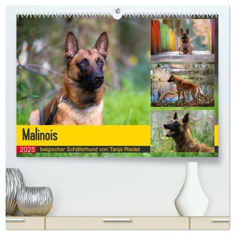 Malinois - belgischer Schäferhund (hochwertiger Premium Wandkalender 2025 DIN A2 quer), Kunstdruck in Hochglanz - Tanja Riedel