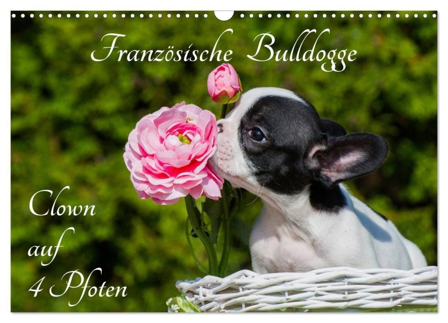 Französische Bulldogge - Clown auf 4 Pfoten (Wandkalender 2027 DIN A3 quer), CALVENDO Monatskalender - Sigrid Starick