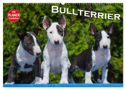 Bullterrier (Wandkalender 2025 DIN A2 quer), CALVENDO Monatskalender - Bullterrier Bullterrier