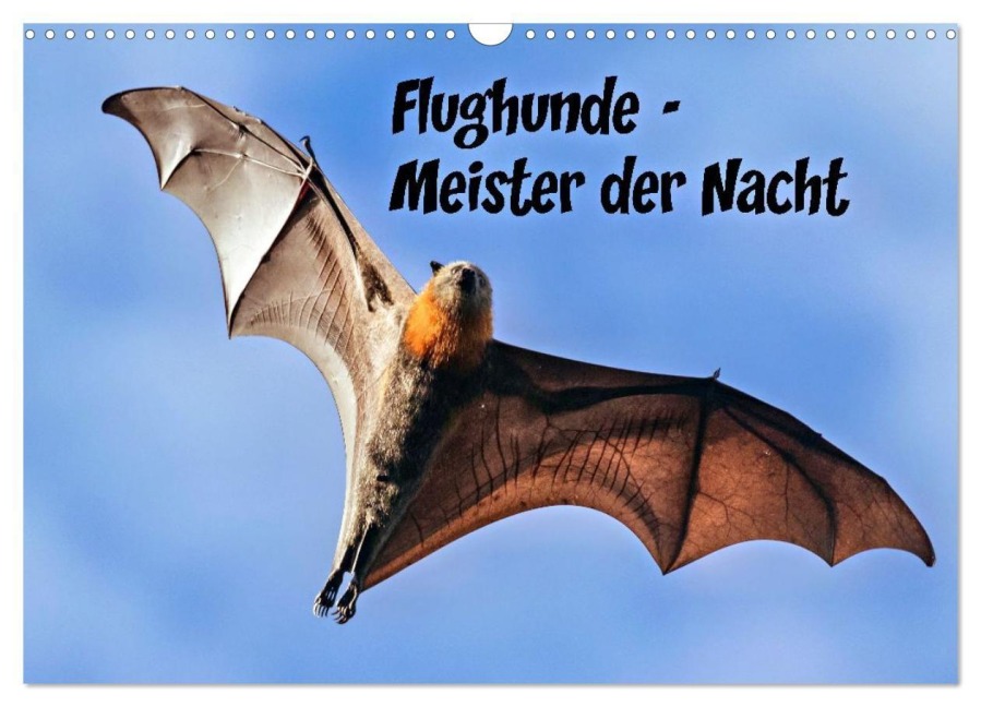 Flughunde - Meister der Nacht (Wandkalender 2026 DIN A3 quer), CALVENDO Monatskalender - Susan Michel