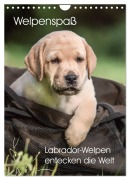 Cover-Bild zum Titel 'Welpenspaß - Labrador Welpen entdecken die Welt (Wandkalender 2026 DIN A4 hoch), CALVENDO Monatskalender' von 'Claudia Pelzer (Pelzer-Photography)'