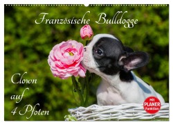 Französische Bulldogge - Clown auf 4 Pfoten (Wandkalender 2025 DIN A2 quer), CALVENDO Monatskalender - Sigrid Starick