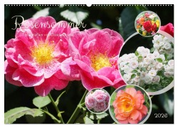 Rosensommer (Wandkalender 2026 DIN A2 quer), CALVENDO Monatskalender - Gisela Kruse