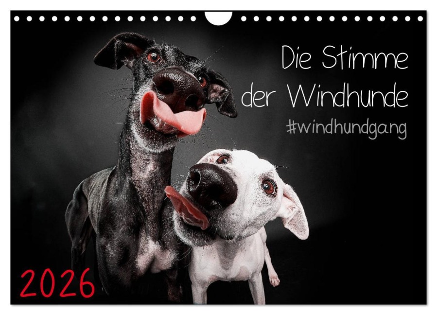 Die Stimme der Windhunde (Wandkalender 2026 DIN A4 quer), CALVENDO Monatskalender - Marcus Gier