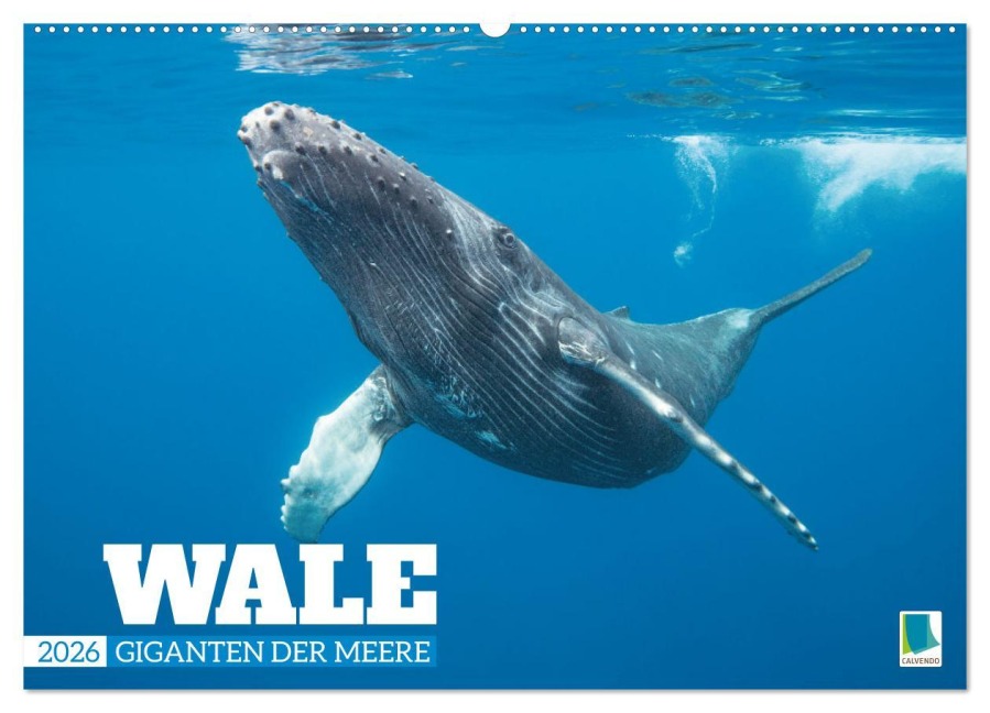 Wale: Giganten der Meere (Wandkalender 2026 DIN A2 quer), CALVENDO Monatskalender - Calvendo Calvendo