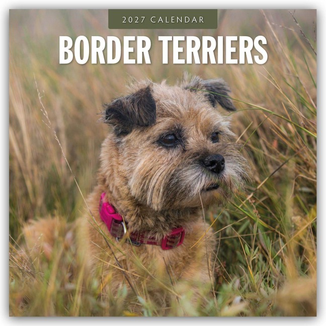 Border Terriers - Border Terrier 2027 - 16-Monatskalender - Robin Red
