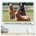 Faszinierende Australian Cattle Dogs (hochwertiger Premium Wandkalender 2025 DIN A2 quer), Kunstdruck in Hochglanz - Fotodesign Verena Scholze