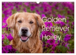 Cover-Bild zum Titel 'Golden Retriever Hailey Fotokalender (Wandkalender 2026 DIN A3 quer), CALVENDO Monatskalender' von 'Daniela Hofmeister'