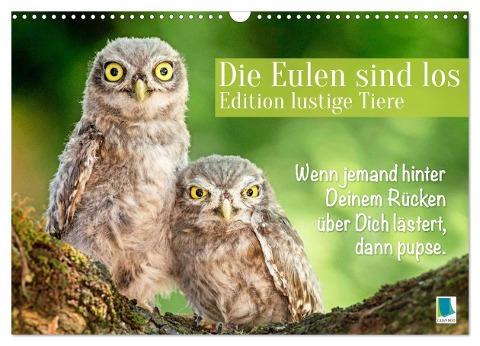 Die Eulen sind los: Edition lustige Tiere (Wandkalender 2024 DIN A3 quer), CALVENDO Monatskalender - Calvendo Calvendo