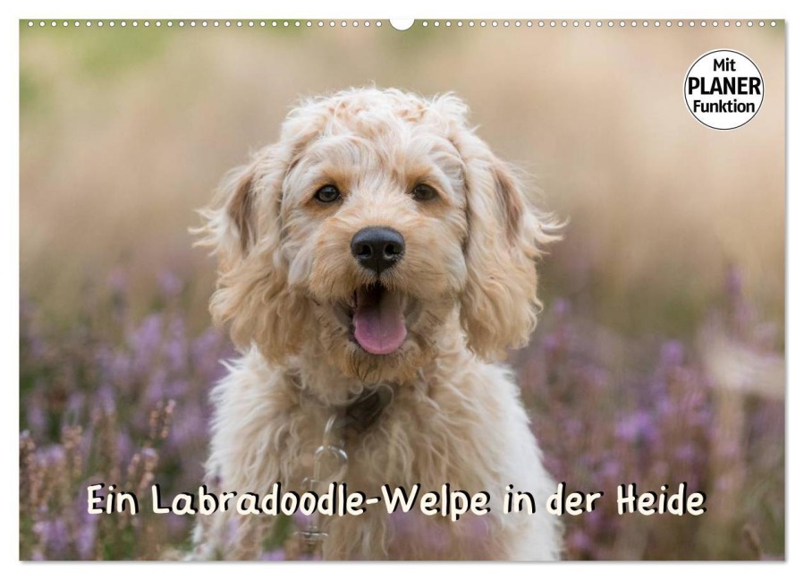 Ein Labradoodle-Welpe in der Heide (Wandkalender 2026 DIN A2 quer), CALVENDO Monatskalender - Sonja Teßen