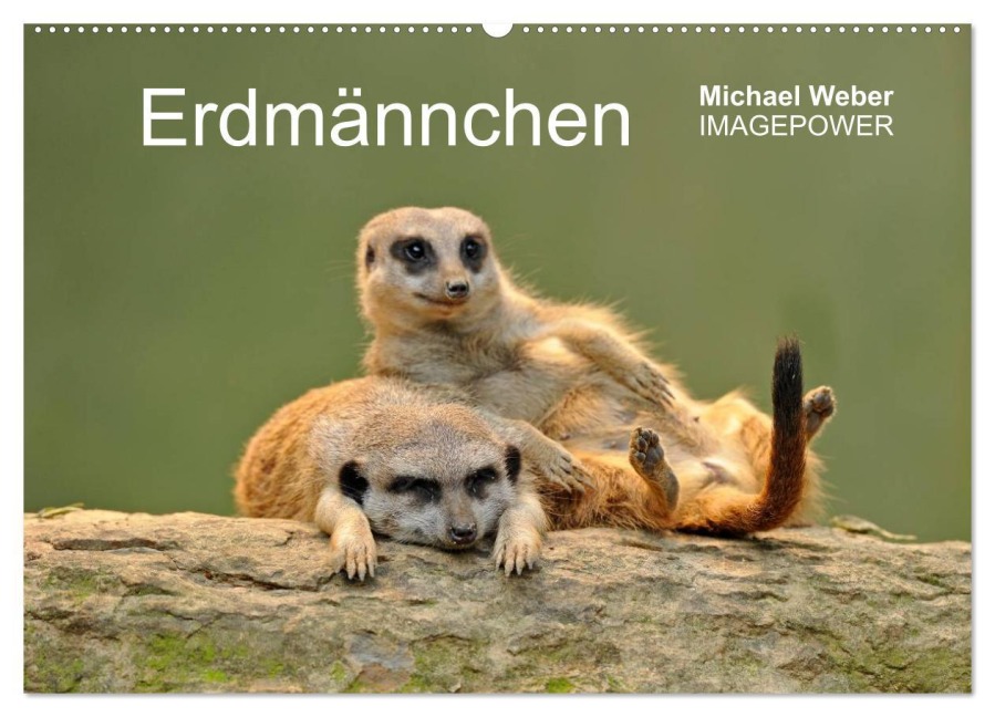Erdmännchen - Tierkinder (Wandkalender 2026 DIN A2 quer), CALVENDO Monatskalender - Michael Weber