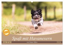 Spaß mit Havanesern (Wandkalender 2026 DIN A2 quer), CALVENDO Monatskalender - Sonja Teßen