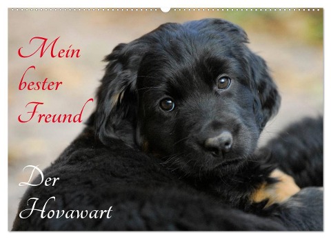 Mein bester Freund - Der Hovawart (Wandkalender 2024 DIN A2 quer), CALVENDO Monatskalender - Sigrid Starick