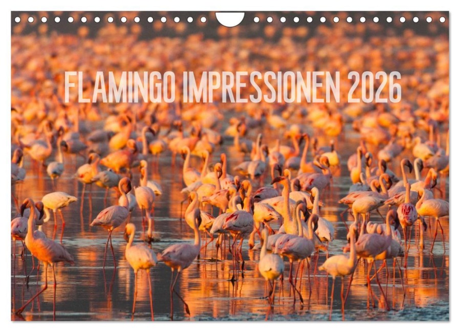 Flamingo Impressionen 2026 (Wandkalender 2026 DIN A4 quer), CALVENDO Monatskalender - Ingo Gerlach