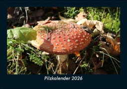 Cover-Bild zum Titel 'Pilzkalender 2026 Fotokalender DIN A5' von 'Tobias Becker'