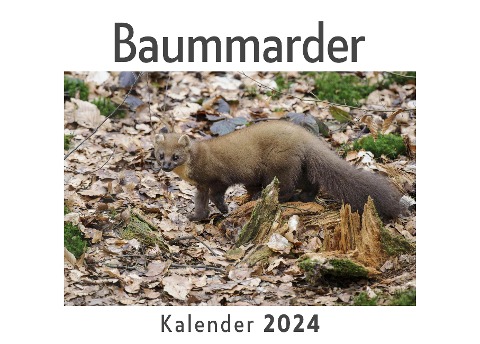 Baummarder (Wandkalender 2024, Kalender DIN A4 quer, Monatskalender im Querformat mit Kalendarium, Das perfekte Geschenk) - Anna Müller