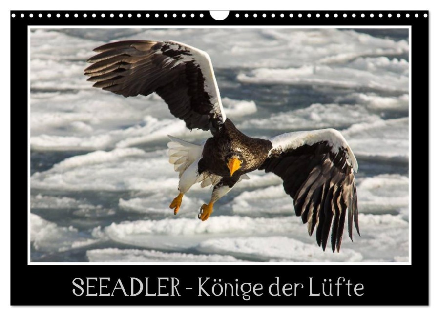 Seeadler - Könige der Lüfte (Wandkalender 2026 DIN A3 quer), CALVENDO Monatskalender - Thomas Schwarz Fotografie