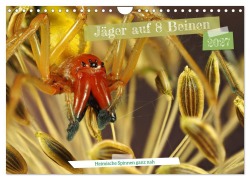 Cover-Bild zum Titel 'Jäger auf acht Beinen (Wandkalender 2027 DIN A4 quer), CALVENDO Monatskalender' von 'Wolfgang Kairat'