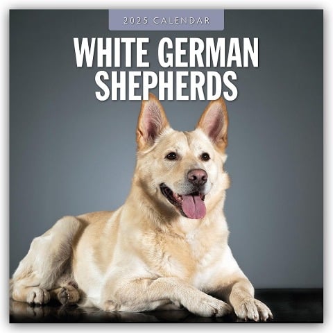 White German Shepherds - Weißer Deutscher Schäferhund 2025 - 16-Monatskalender - 