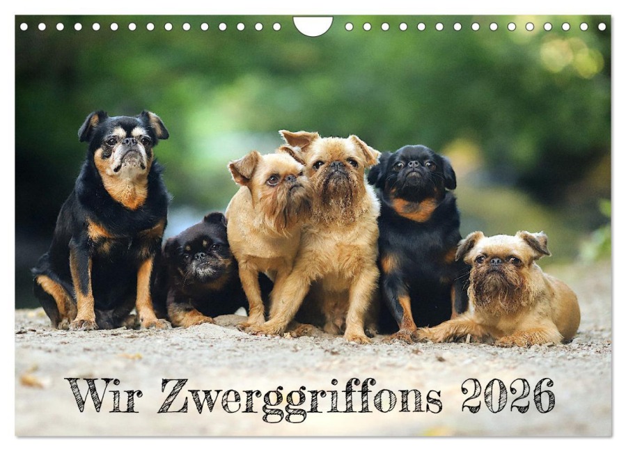Wir Zwerggriffons 2026 (Wandkalender 2026 DIN A4 quer), CALVENDO Monatskalender - Angelika Witt - Schomber