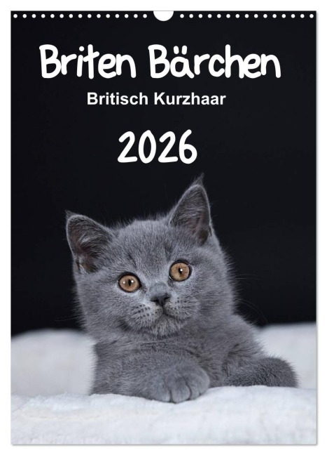 Briten Bärchen - Britisch Kurzhaar 2026 (Wandkalender 2026 DIN A3 hoch), CALVENDO Monatskalender - Heidi Bollich