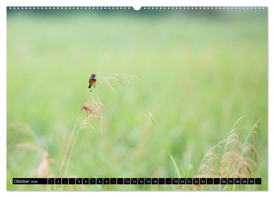 InsideView 2