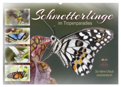 Schmetterlinge im Tropenparadies (Wandkalender 2025 DIN A2 quer), CALVENDO Monatskalender - Sabine Löwer