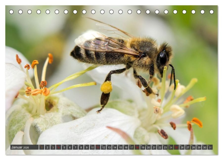 InsideView 6
